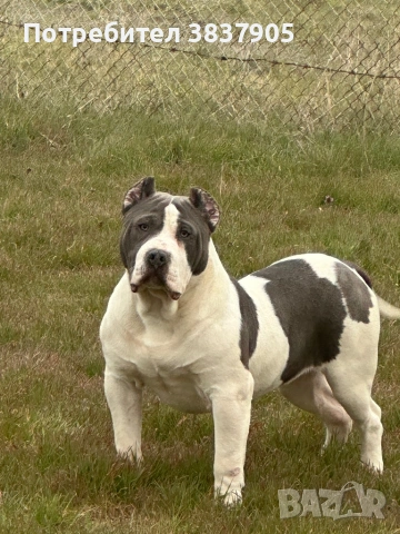 Американско були Хл , снимка 4 - Други - 54244745