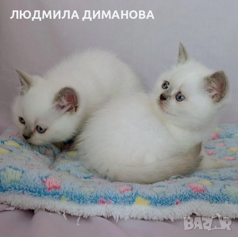 Шотландски със сини очи. Мъжки женски , снимка 2 - Британска късокосместа - 53042870