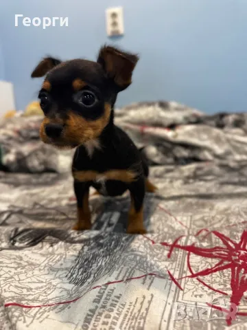 Пинчер, снимка 1