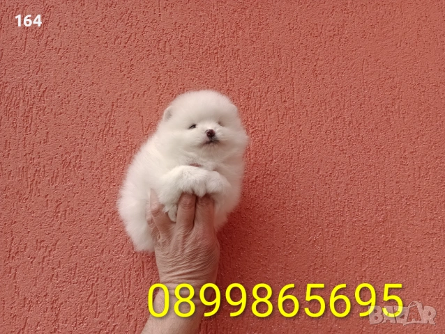 Померани. Реални снимки от 29.03.26 г., снимка 7 - Померан - 54010634