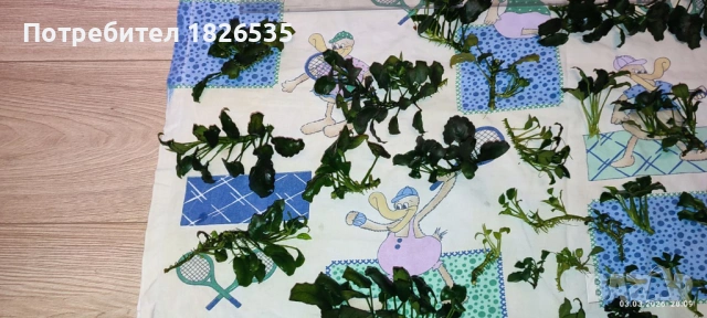 Продавам анубиаси, снимка 4 - Рибки - 53698305