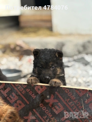 Немска овчарка