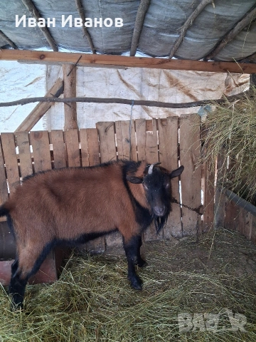 френски алпин, снимка 4 - Кози - 53207944