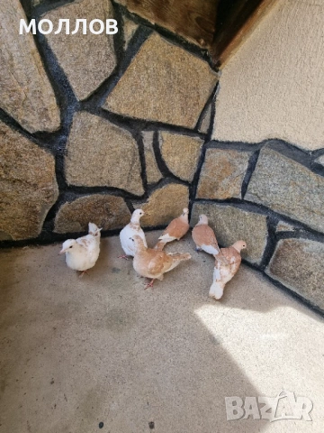 Смеещи Гугутки