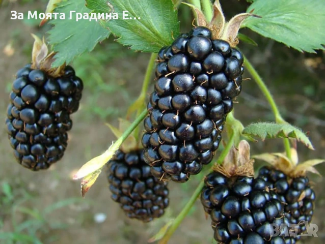 Къпина - Торнфрий, снимка 4 - Градински цветя и растения - 54031811