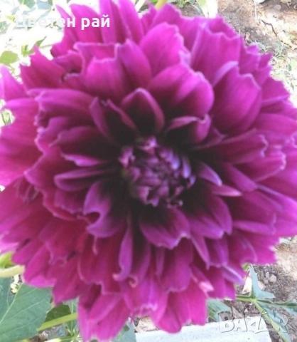 Грудки на няколко цвята далии , снимка 10 - Градински цветя и растения - 52506160