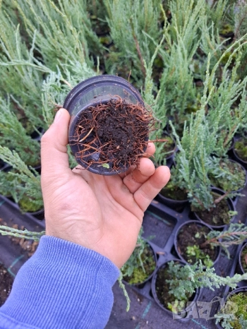 Юниперус скайрокет в саксия , снимка 4 - Градински цветя и растения - 51862869