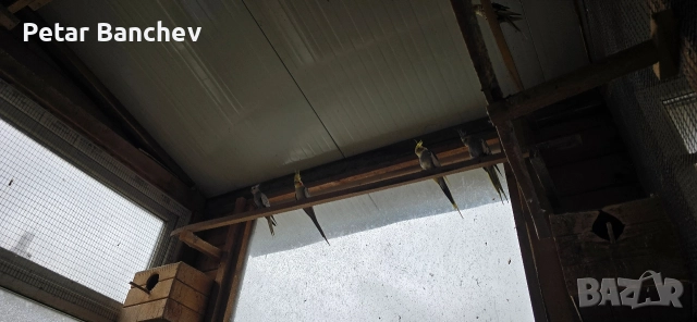 монаси александри розели , снимка 4 - Папагали - 52672580