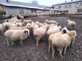 Свободно бременни овце, снимка 4