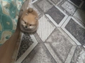 Mini Pomeran, снимка 4