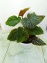 Бегония, Сингониум, Антуриум, к-т цветя, снимка 1 - Стайни растения - 44978593