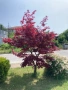 Червенолистен Японски клен, снимка 1