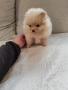 Померан мини шпиц., снимка 3