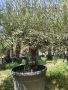 Маслиново дърво за перфектният декор на вашата градина!!!, снимка 8