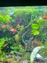 Рибки за аквариум живородни , снимка 2