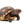 Сухоземна Червенопетниста Костенурка Карбонария - Red-footed tortoise, Chelonoidis carbonarius, снимка 18