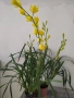 Орхидея цимбидиум. Жълт , снимка 2