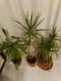 Драцена маргината и Драцена фрагранс, снимка 14