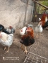 Млади петли , снимка 2