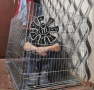 Клетка за куче 🐶 XXL , снимка 2