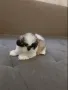 Ши тцу, снимка 4