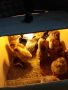 Продавам Катунски пилета , снимка 1 - Кокошки и пуйки - 45686609