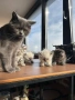 британски котета, снимка 3
