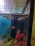 Качествени Гупи от собствена селекция гр. Бургас, снимка 2