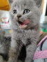  късокосмести Британски котета чистокръвни, снимка 1