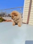 Чау чау, снимка 8