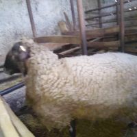 Продавам голям коч от Варненска област , снимка 1 - Овце - 42068196
