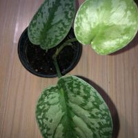 Scindapsus Exotica , снимка 1 - Стайни растения - 45687266