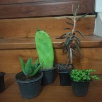 комплект от 4 растения седум сенецио, алое , ядлива опунция и подарък лечебно каланхое , снимка 2 - Стайни растения - 45798260