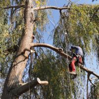 Рязане, отсичане, премахване, на опасни дървета и клони в гр. Пловдив, снимка 2 - Други - 45507322