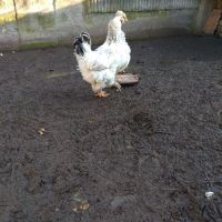 Пилета, кокошки, патки,петли,патоци., снимка 2 - Кокошки и пуйки - 41491828