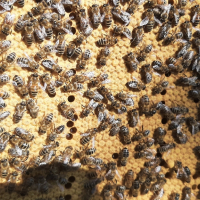 Продавам презимували пчелни семейства / отводки с миналогодишни майки, снимка 2 - Други животни - 44937029