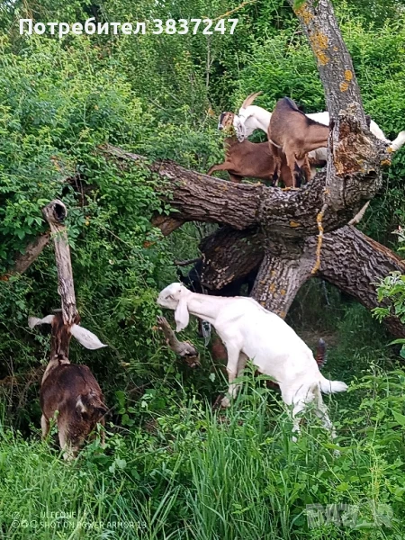 Англонубийски, снимка 1