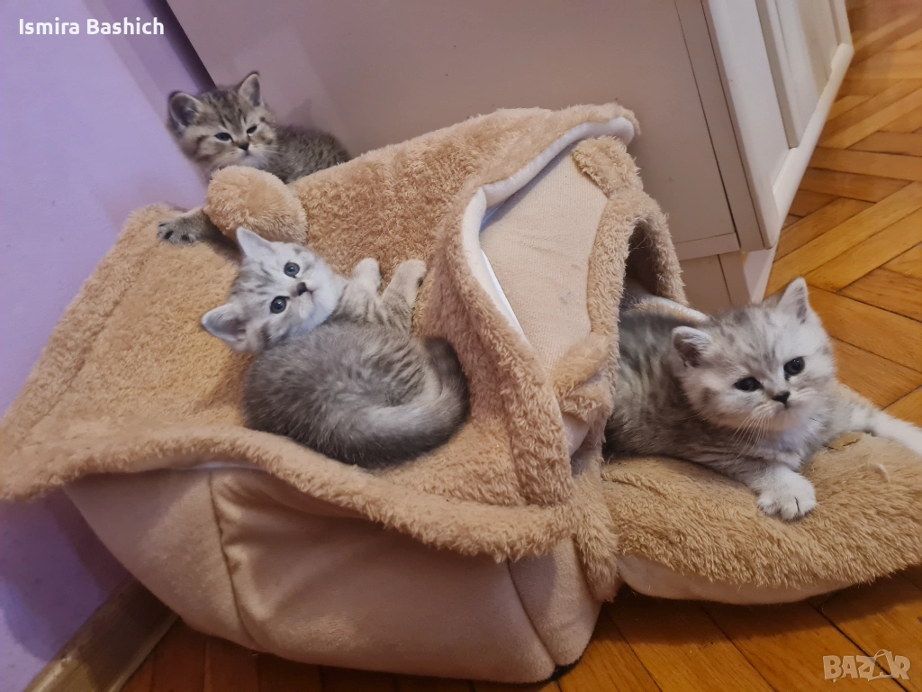 Британчета , снимка 1