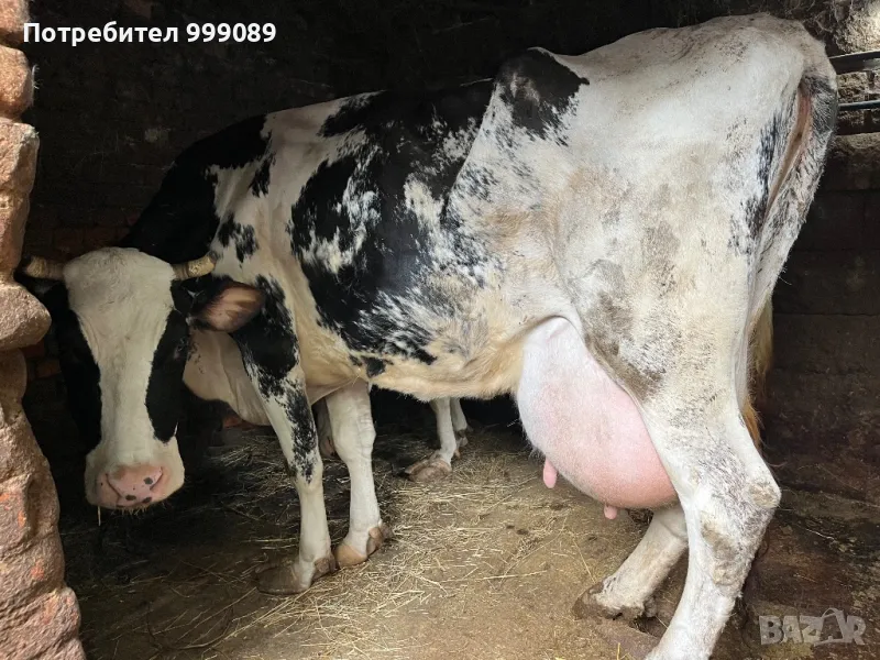 Крава с мляко черно-шарена, снимка 1