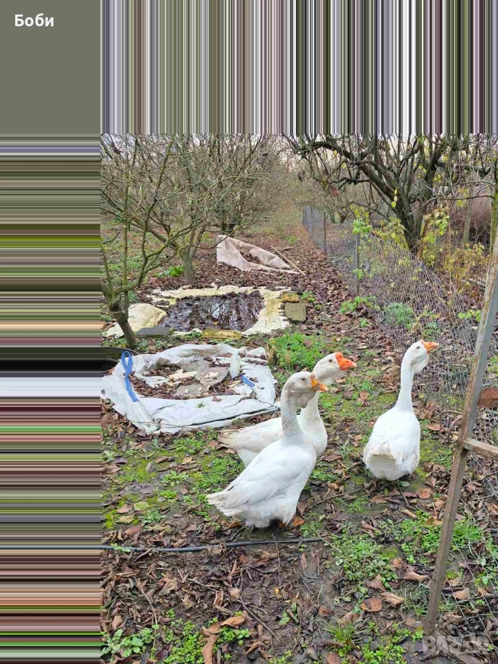 Работещи Холмогорски гъски 3 бр. , снимка 1
