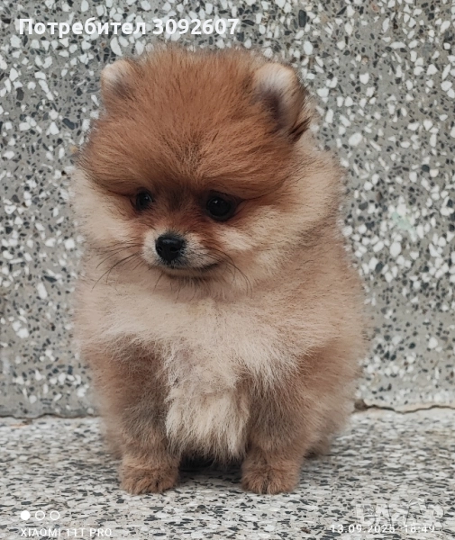 Померан момиче , снимка 1
