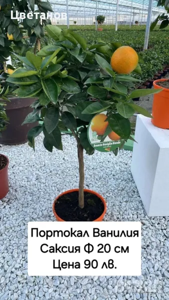 Портокал Ванилия, снимка 1