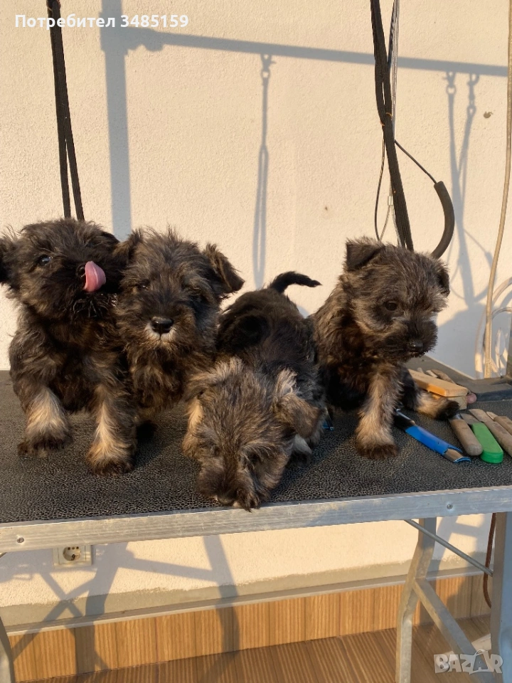 Мини Шнауцер ,Цверг Шнауцер, снимка 1