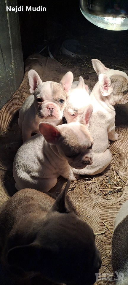 френски булдочета, снимка 1