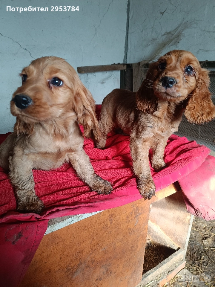 кокер шпаньол , снимка 1