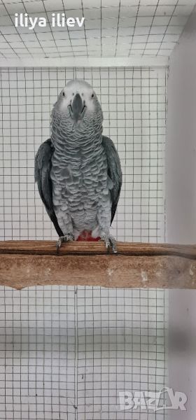 полово зрял мъжки папагал кралско Жако, снимка 1