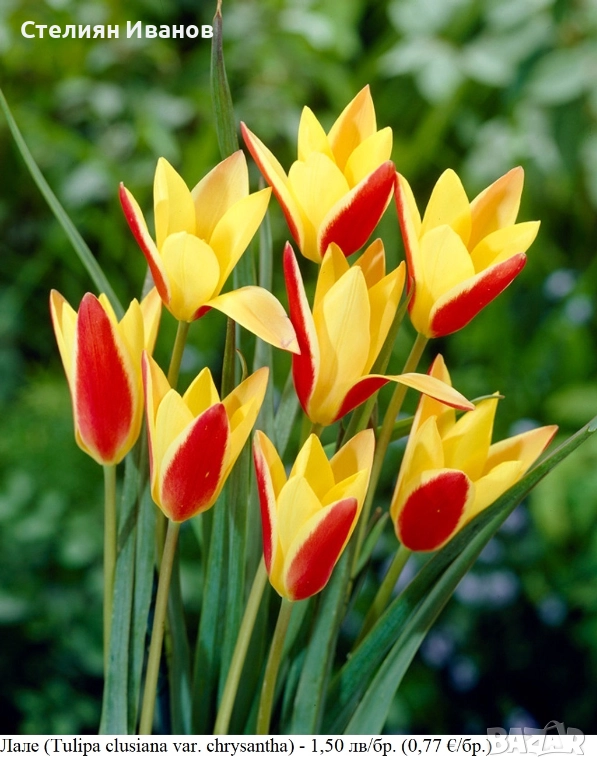 Лале (Tulipa clusiana var. chrysantha) - луковици, снимка 1