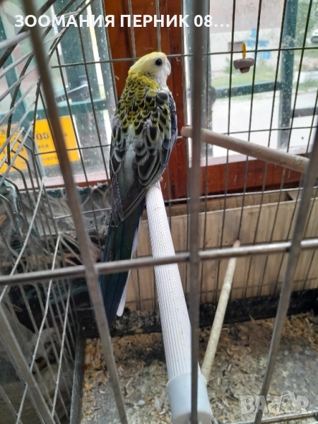 розела жълтоглава , снимка 1