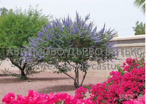 Дърво на целомъдрието (Vitex agnus castus) АВРАМОВО ДЪРВО, ВИТЕКС АГНУС КАСТУС, снимка 1