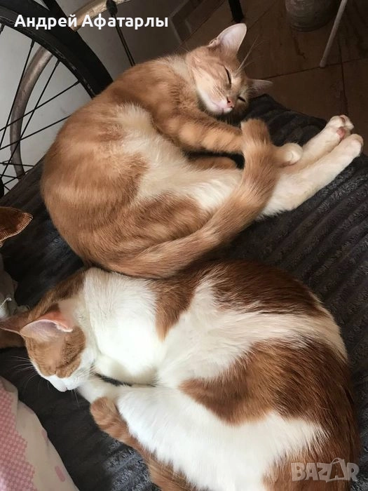 Кастрирани котки, снимка 1